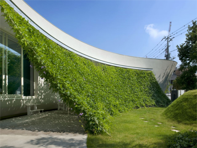 Begrünung Fassaden Schatten Veranda Terasse modern Haus Kletterpflanze schlingpflanze 