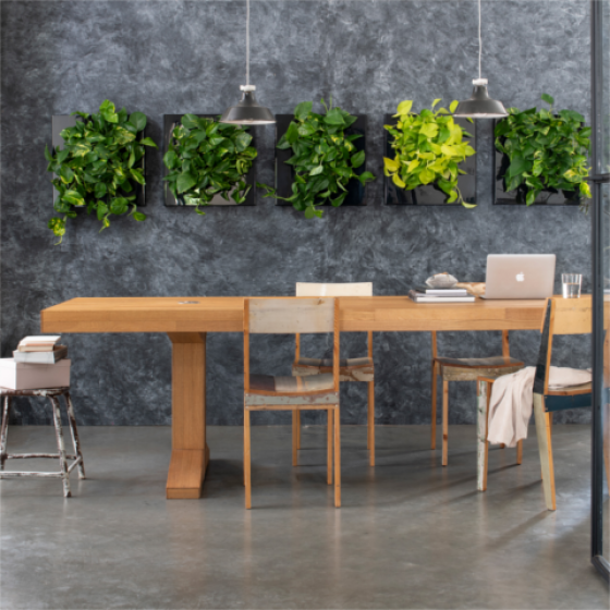 LivePicture GO Schwarz, Pflanzenbild von Mobilane zur Raumteilung, Innenraumbegrünung, Platzeinsparung, Arbeitsklima, Dekoration und als Geschenkidee